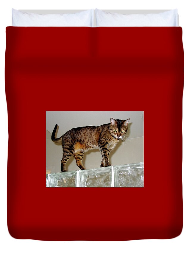 Bengal Cat Duvet Cover featuring the photograph Tora on Glass II by Phyllis Kaltenbach