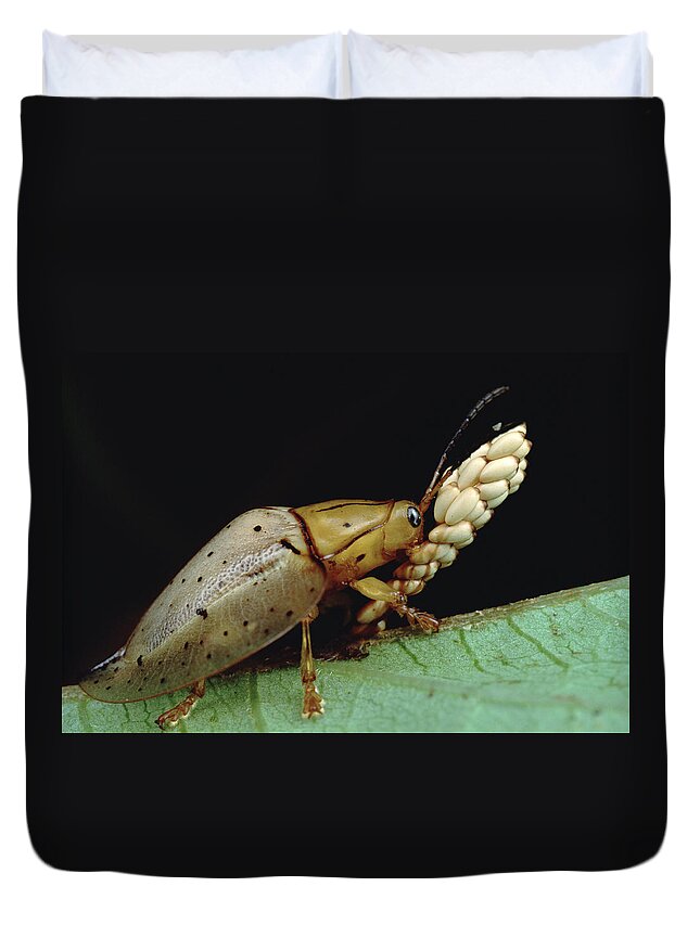 Feb0514 Duvet Cover featuring the photograph Tortoise Beetle Guarding Eggs Panama by Mark Moffett