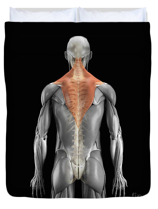 3d Visualisation Duvet Cover featuring the photograph Trapezius Muscle With Skeleton by Science Picture Co