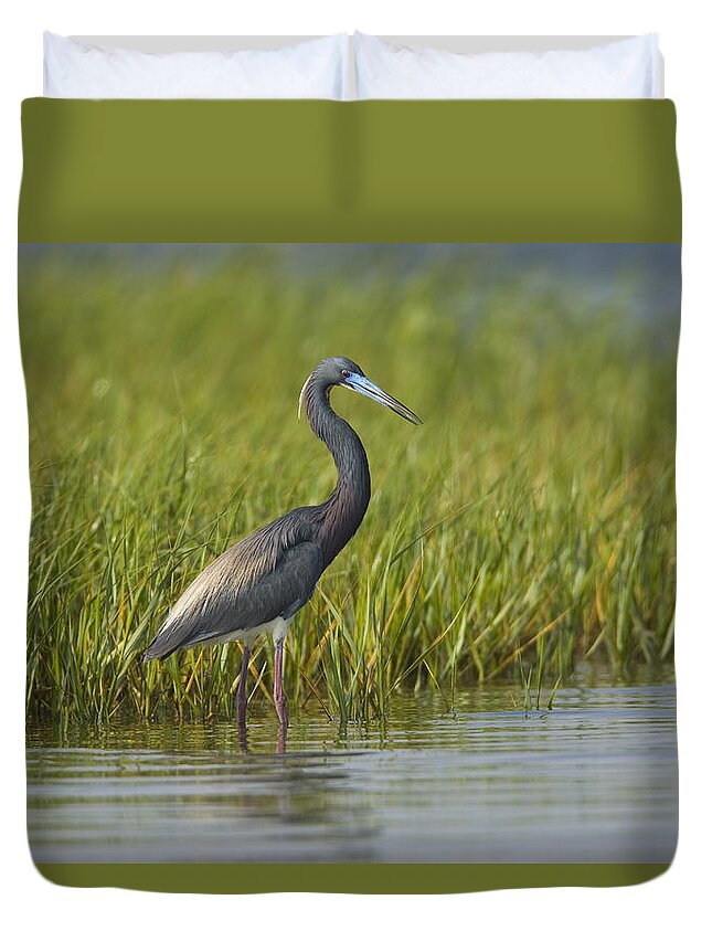 Feb0514 Duvet Cover featuring the photograph Tricolored Heron Wading Texas by Tom Vezo
