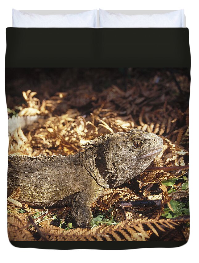 Feb0514 Duvet Cover featuring the photograph Tuatara 70 Year Old Male New Zealand by Tui De Roy