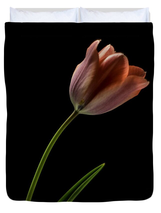 Still Life Duvet Cover featuring the photograph Tulip in quiet Light by Ron Roberts