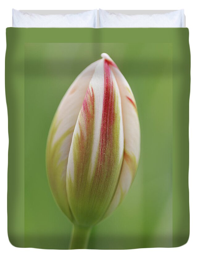 Tulip Duvet Cover featuring the photograph Tulip red and white in spring by Matthias Hauser