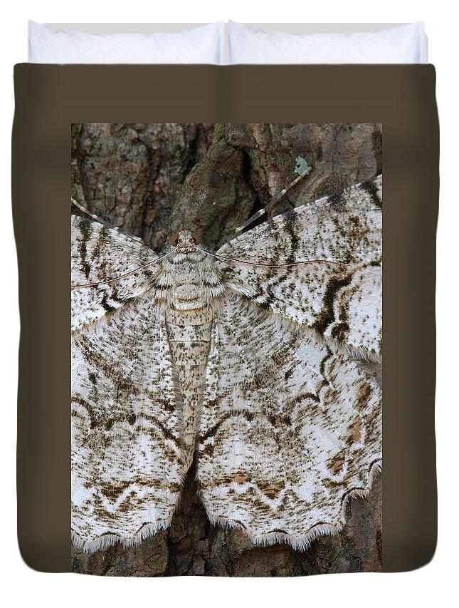 Tulip-tree Beauty Moth Duvet Cover featuring the photograph Tulip-tree Beauty Moth by Daniel Reed