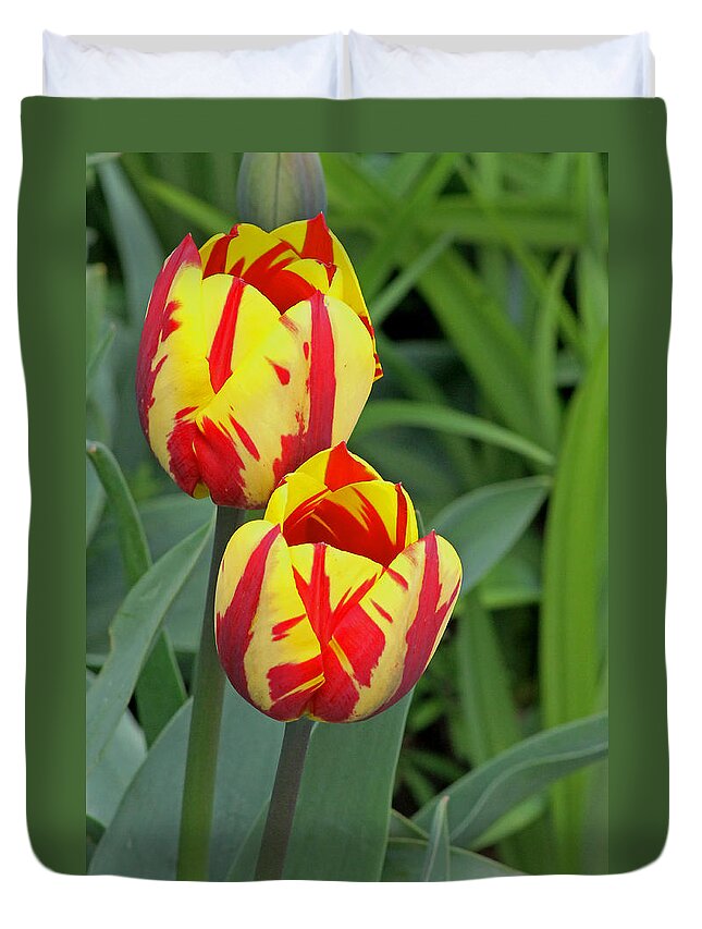 Flora Duvet Cover featuring the photograph Tulips by Tony Murtagh