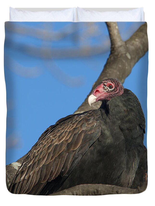 Marsh Duvet Cover featuring the photograph Turkey Vulture DRB179 by Gerry Gantt