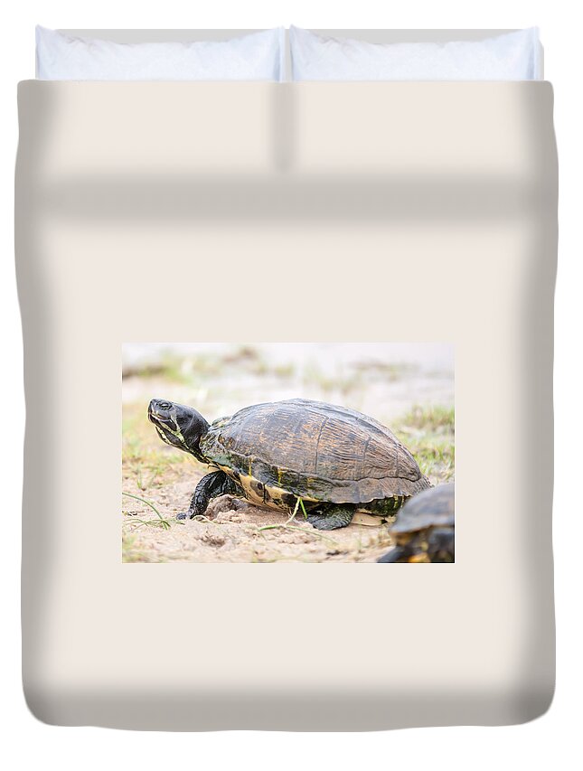 Adorable Duvet Cover featuring the photograph Turtles Feedign On The Beach by Alex Grichenko
