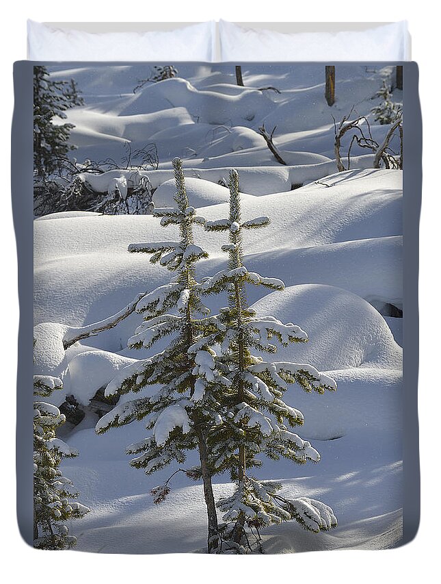 Christmas Duvet Cover featuring the photograph Twin Christmas Trees by Bill Cubitt
