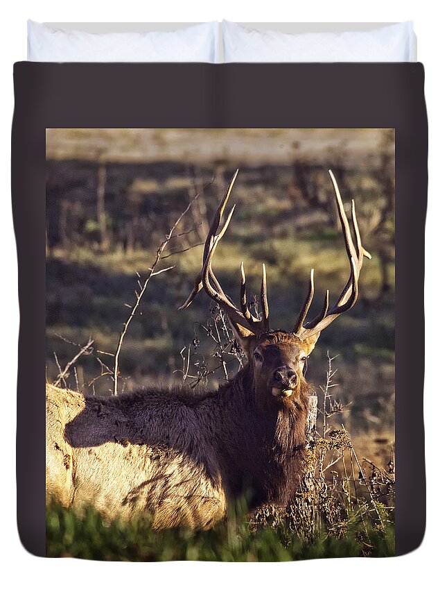 Bull Elk Duvet Cover featuring the photograph Twin Forks Up Close by Michael Dougherty