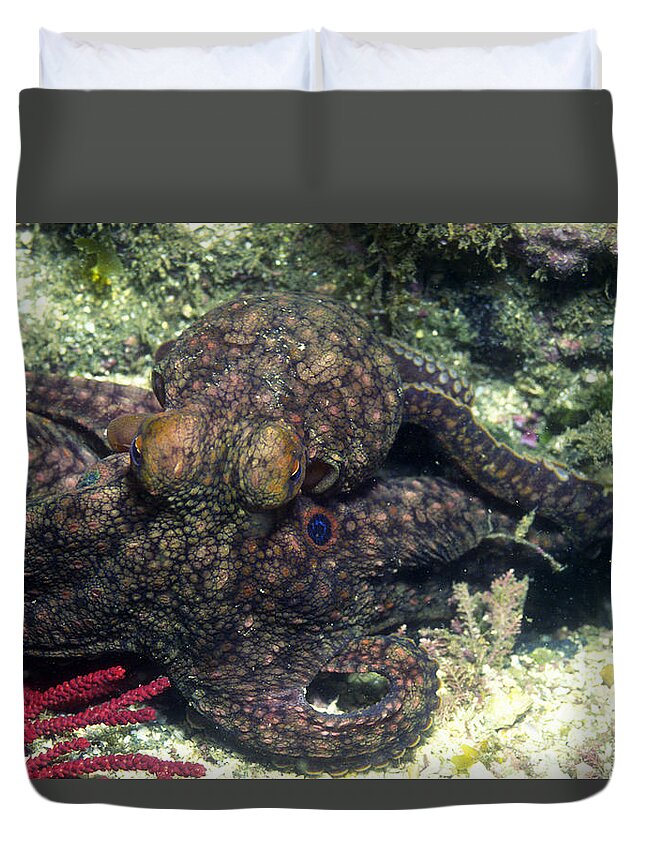 Animal Duvet Cover featuring the photograph Twin Spot Octopus by Greg Ochocki