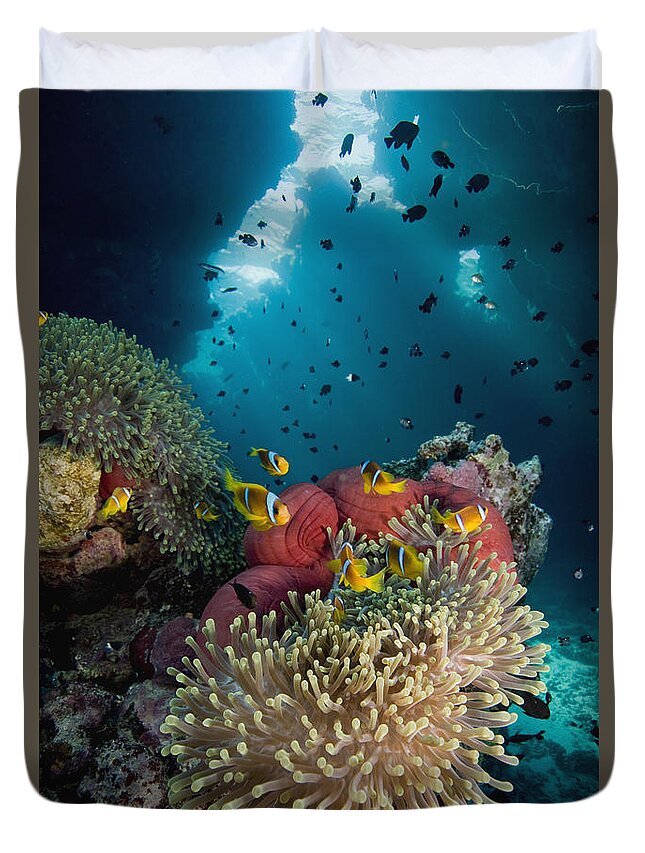 Nis Duvet Cover featuring the photograph Two-banded Anemonefish And Bulb by Dray van Beeck