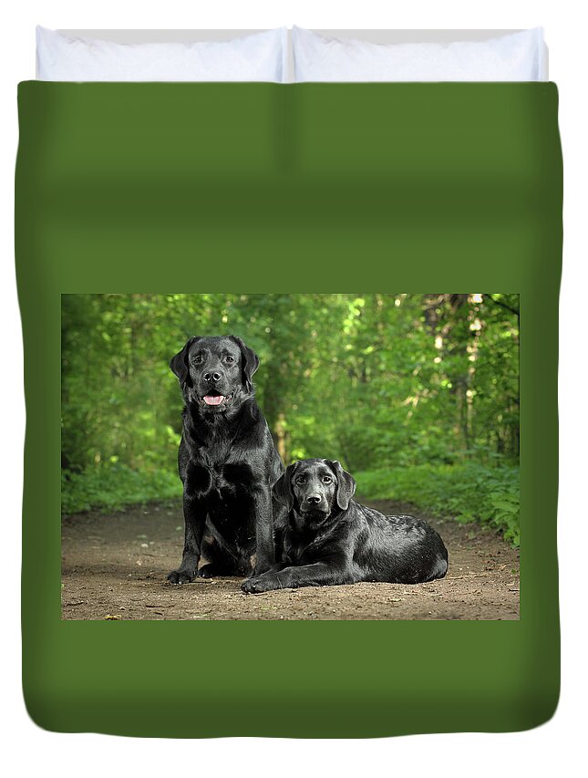 Pets Duvet Cover featuring the photograph Two Black Labradors by Sergey Ryumin