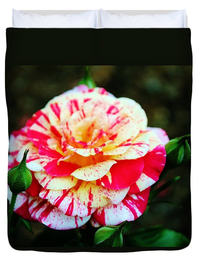 Bi Color Duvet Cover featuring the photograph Two Colored Rose by Cynthia Guinn