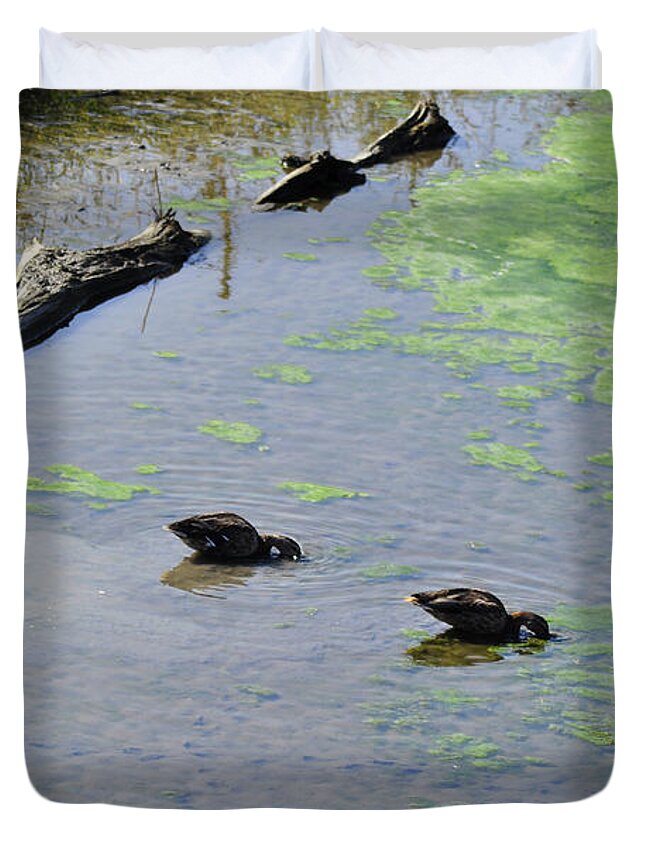 Two Eating Ducks Art Duvet Cover featuring the photograph Two Eating Ducks by Verana Stark
