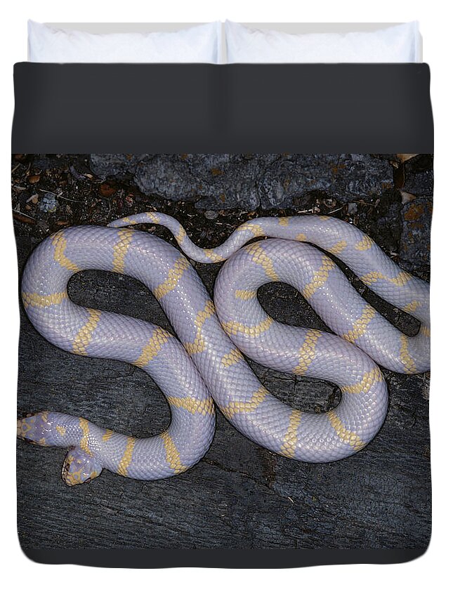 Albinic Duvet Cover featuring the photograph Two-headed Albino Kingsnake by Karl H. Switak