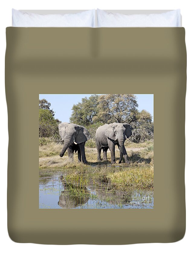 African Elephant Duvet Cover featuring the photograph Two male Elephants Okavango Delta by Liz Leyden