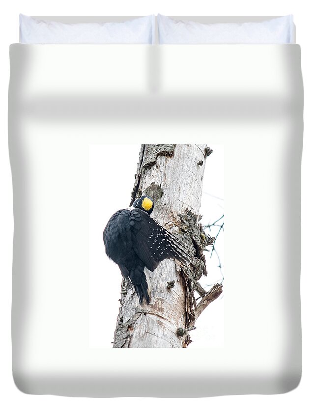 Black-backed Woodpecker Duvet Cover featuring the photograph Under Cover Black-Backed by Cheryl Baxter