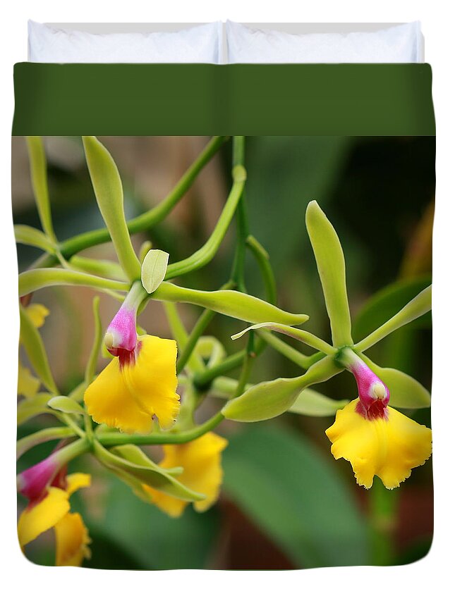 Epidendrum Duvet Cover featuring the photograph Unusual Orchid by Carol Montoya