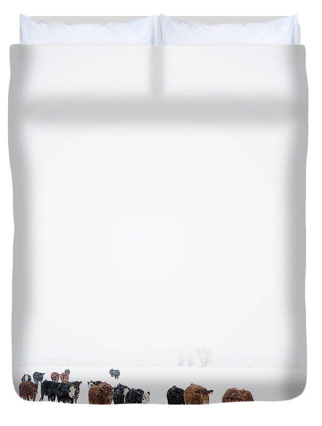 Snow Duvet Cover featuring the photograph Usa, Colorado, Cows Walking In Snow by Maisie Paterson