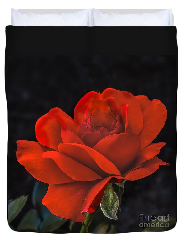 Perennial Duvet Cover featuring the photograph Valentine Rose by Robert Bales