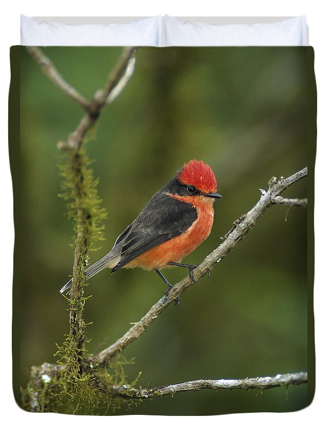 Feb0514 Duvet Cover featuring the photograph Vermilion Flycatcher Male In Scalesia by Tui De Roy