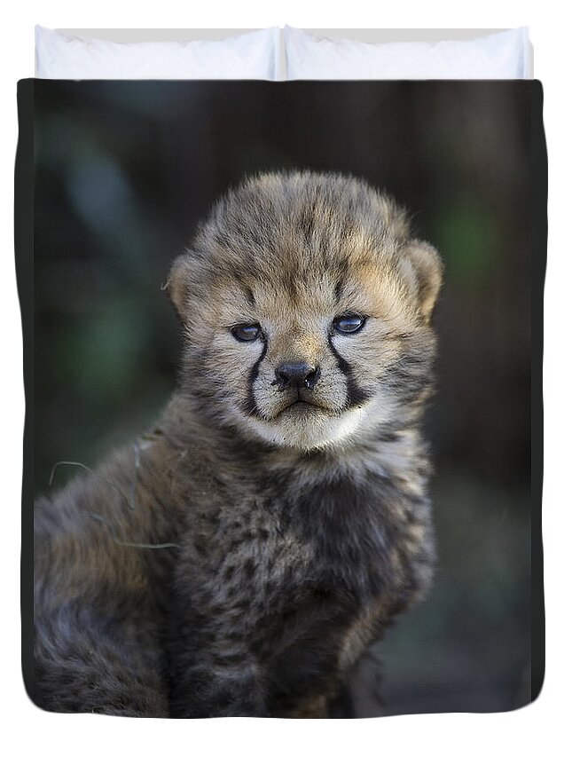 Suzi Eszterhas Duvet Cover featuring the photograph Very Young Cheetah Cub Maasai Mara by Suzi Eszterhas
