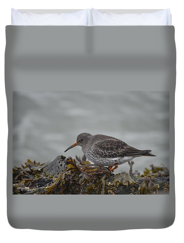Purple Sandpiper Duvet Cover featuring the photograph Walking by James Petersen