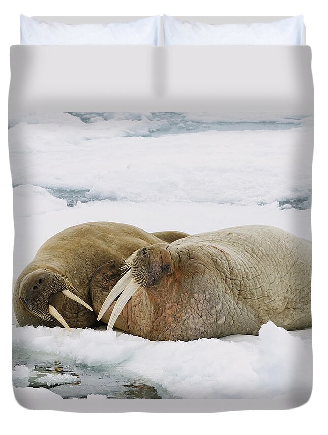 Feb0514 Duvet Cover featuring the photograph Walrus Male And Female On Ice Floe by Konrad Wothe