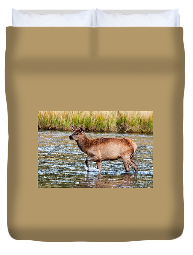 Autumn Duvet Cover featuring the photograph Wapiti Elk alf Crossing the Madison River in Yellowstone National Park by Fred Stearns