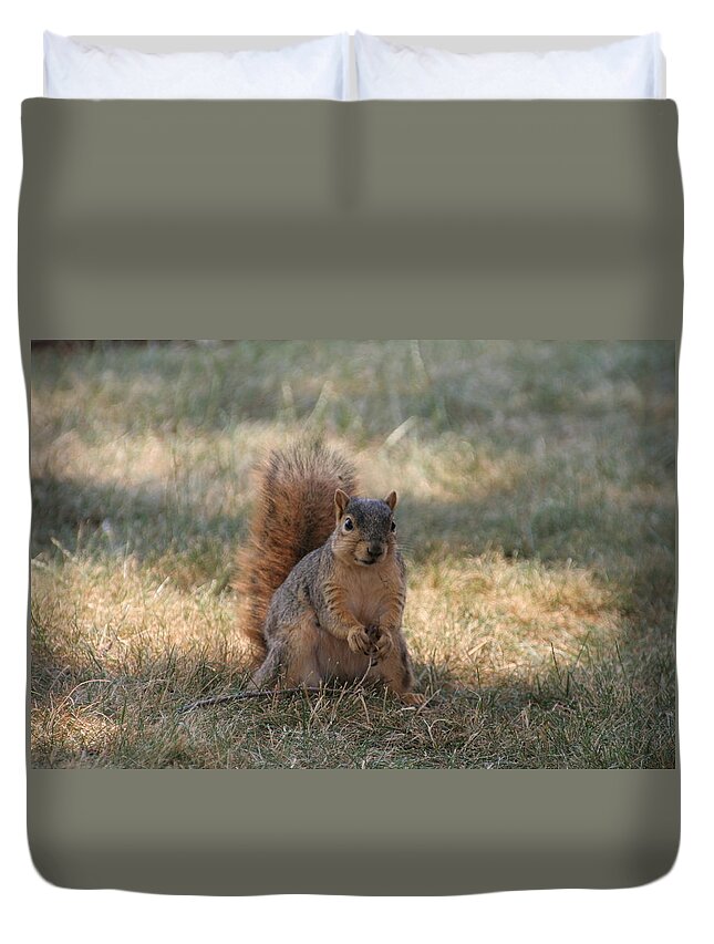 Squirrel Duvet Cover featuring the photograph Brown city squirrel watching me by Valerie Collins
