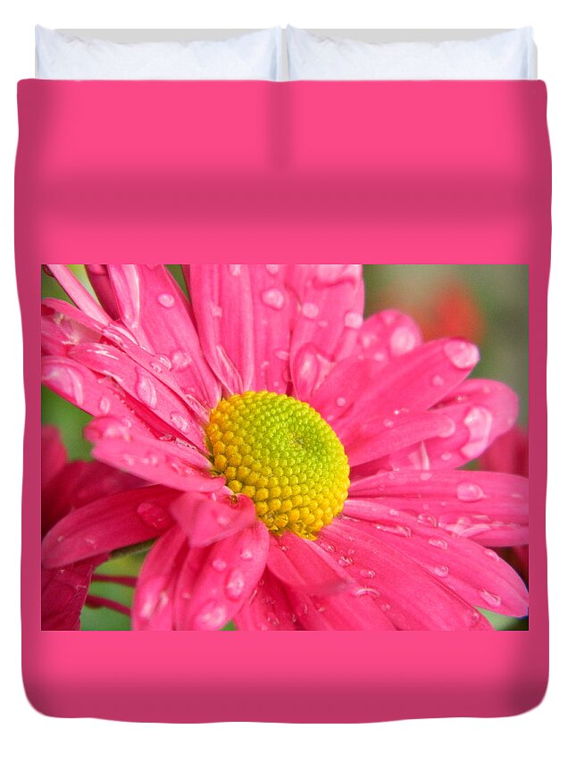 Pink. Yellow Duvet Cover featuring the photograph Water Kissed Pink Chrysanthemum by Nicki Bennett