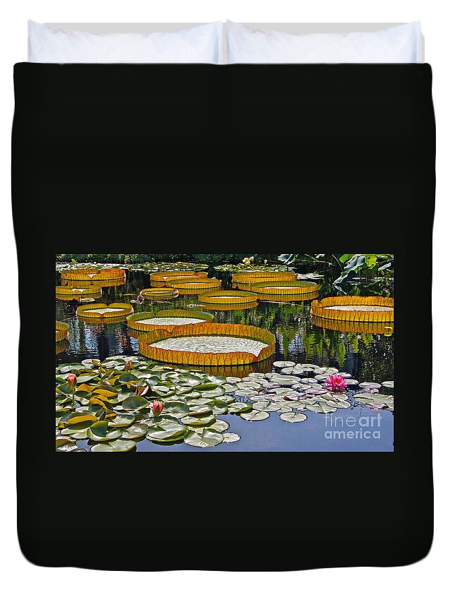 Tropical And Hardy Waterlilies Duvet Cover featuring the photograph Waterlilies All -- version 2 by Byron Varvarigos