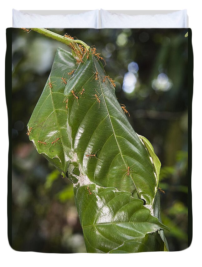 Feb0514 Duvet Cover featuring the photograph Weaver Ant Nest In Rainforest India by Konrad Wothe