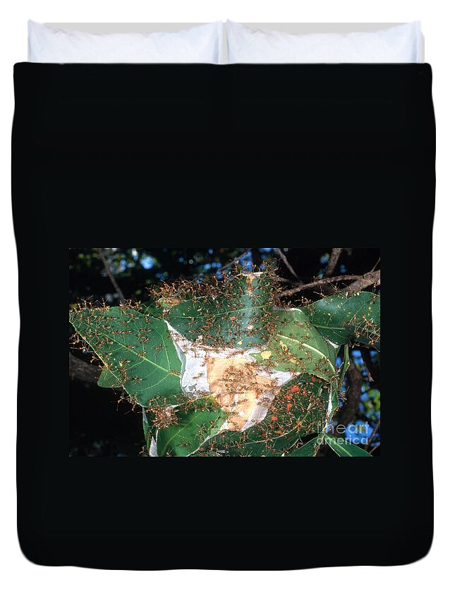 Green Tree Ant Duvet Cover featuring the photograph Weaver Ants by Gregory G. Dimijian, M.D.