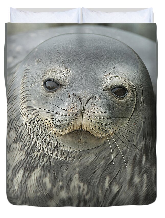 534752 Duvet Cover featuring the photograph Weddell Seal Petermann Isl Antarctica by Kevin Schafer