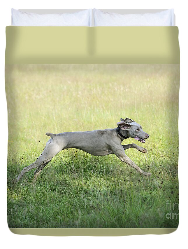 Weimaraner Duvet Cover featuring the photograph Weimaraner Dog Running by John Daniels