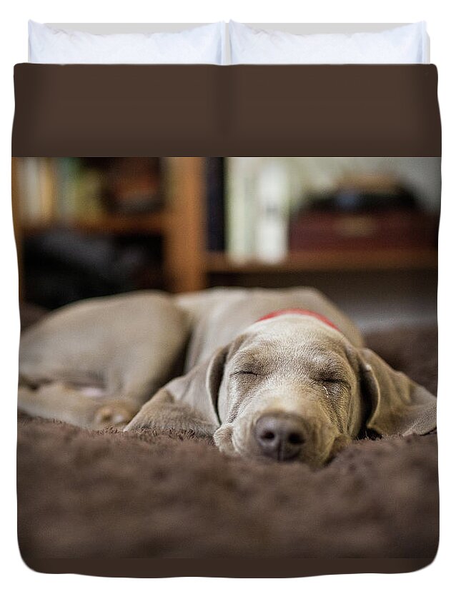 Pets Duvet Cover featuring the photograph Weimaraner Puppy Sleeping Indoors by Purple Collar Pet Photography