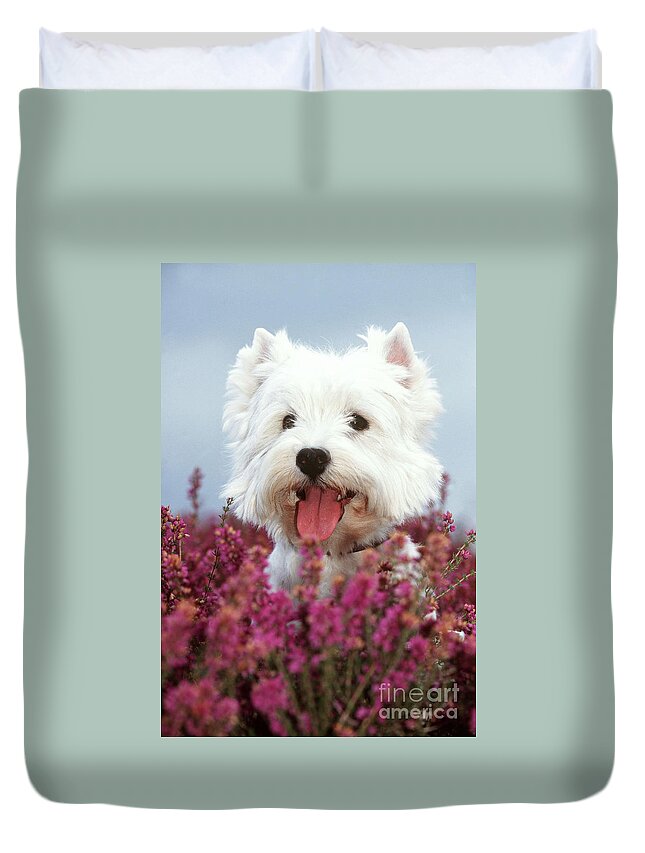 West Highland White Terrier Duvet Cover featuring the photograph West Highland Terrier Dog In Heather by John Daniels