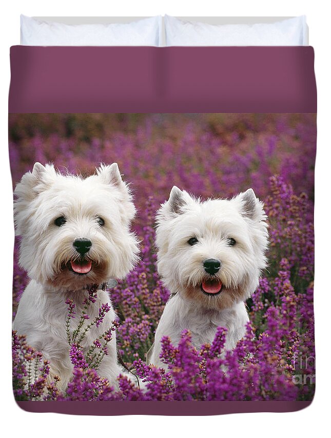 West Highland Terrier Duvet Cover featuring the photograph West Highland Terrier Dogs In Heather by John Daniels