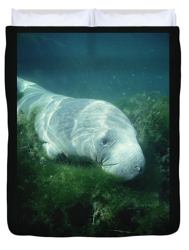 Feb0514 Duvet Cover featuring the photograph West Indian Manatee Foraging Crystal by Tui De Roy