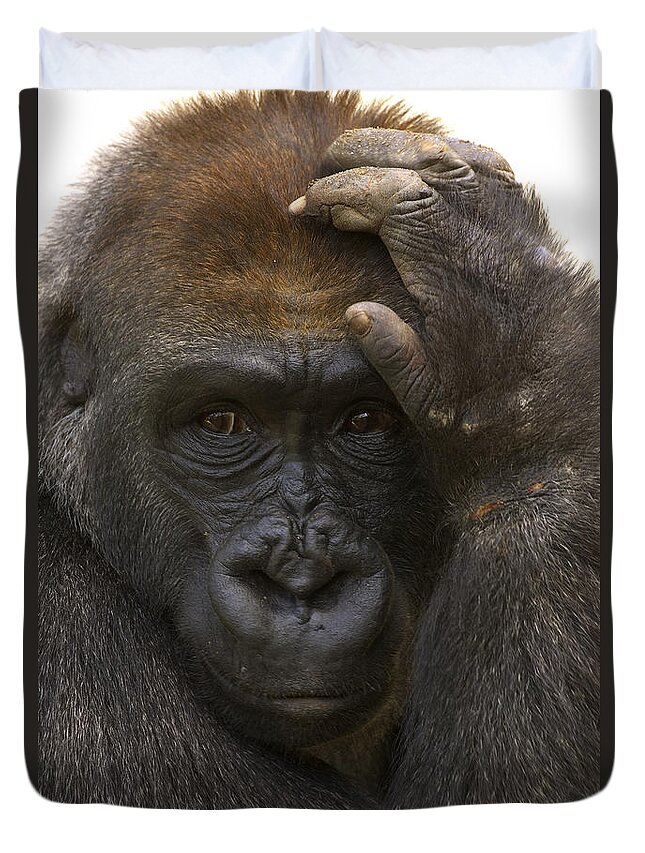 Feb0514 Duvet Cover featuring the photograph Western Lowland Gorilla With Hand by San Diego Zoo