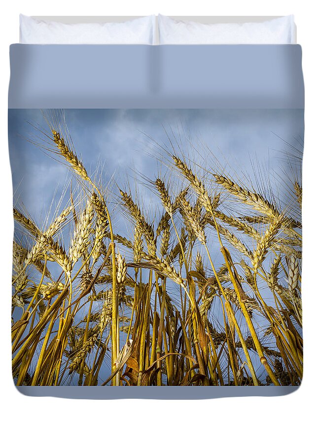 Art Duvet Cover featuring the photograph Wheat Standing Tall by Ron Pate
