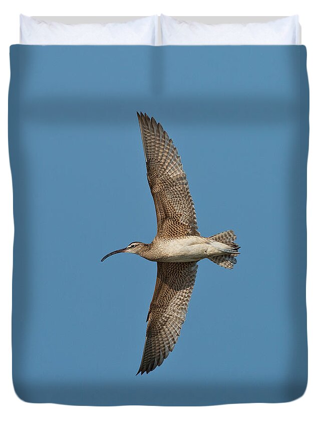 Fauna Duvet Cover featuring the photograph Whimbrel In Flight by Anthony Mercieca