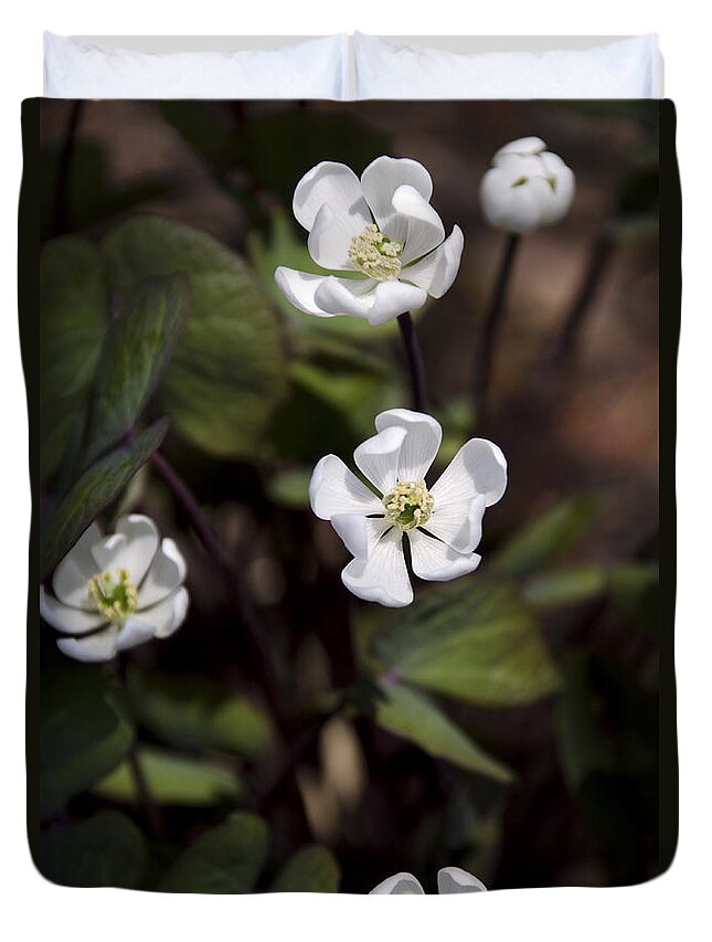 Flower Duvet Cover featuring the photograph White Anemone Flowers by Christina Rollo