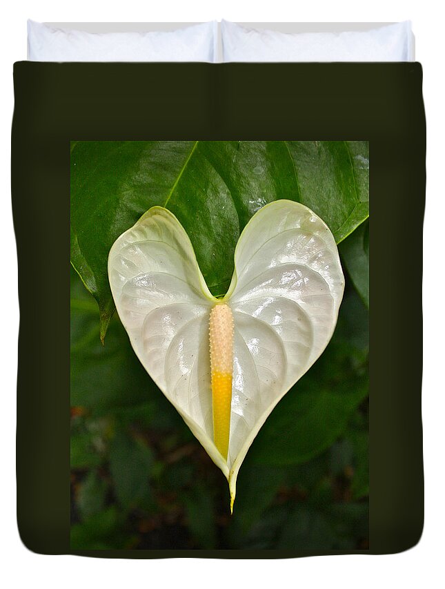 Anthurium Duvet Cover featuring the photograph White Anthurium Heart by Venetia Featherstone-Witty