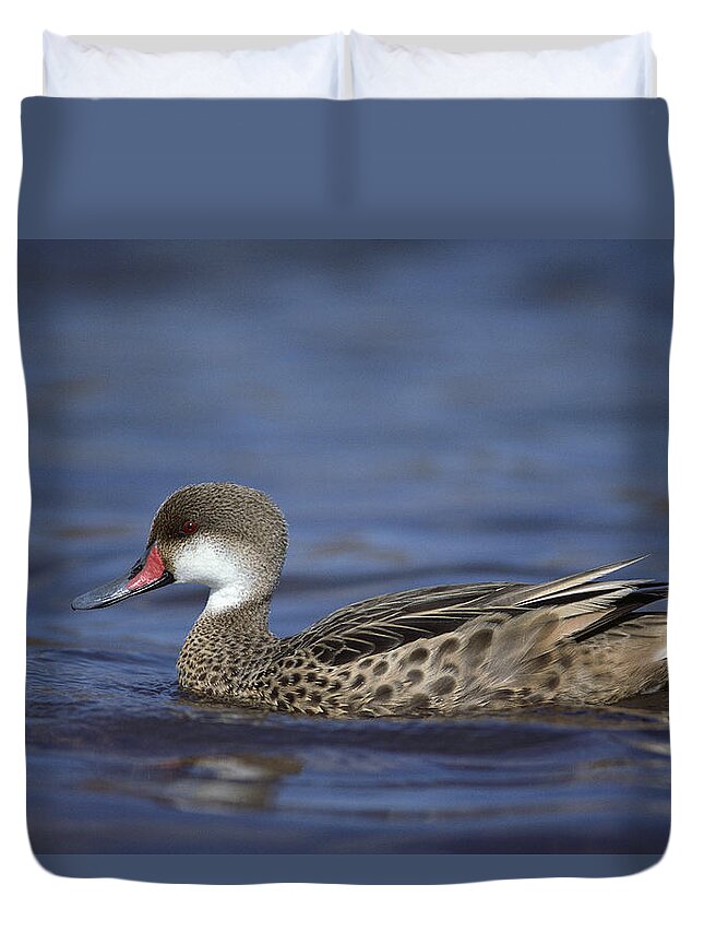 Feb0514 Duvet Cover featuring the photograph White-cheeked Pintail In Lagoon by Tui De Roy