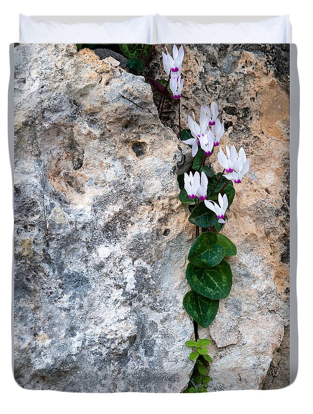 Cyclamen Duvet Cover featuring the photograph White Cyclamen flowers by Michalakis Ppalis