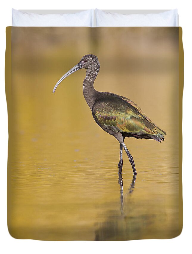Ibis Duvet Cover featuring the photograph White faced Ibis by Bryan Keil