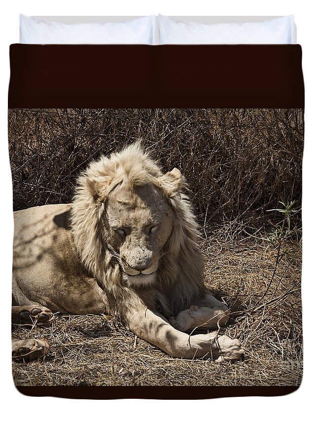 White Lion Duvet Cover featuring the photograph White Lion Male-Africa V2 by Douglas Barnard