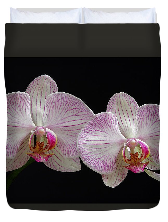 Orchid Duvet Cover featuring the photograph White Orchids by Juergen Roth